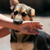 El Mejor Bufete Jurídico de Abogados en Español Especializados en Lesiones por Mordidas de Perro o Mascotas en California California